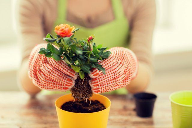 Комнатная роза – выращивание и уход